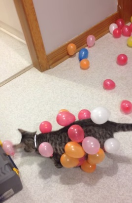 Gato Balões