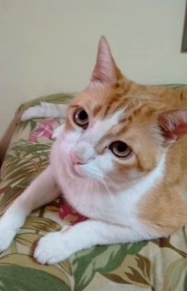 gato-cantor