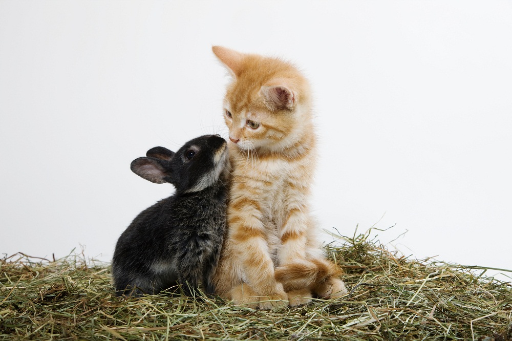 Ginger kitten and rabbit