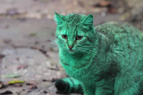Gato verde chama a atenção nas ruas de cidade na Bulgária; entenda como seu pelo adquiriu a estranha cor