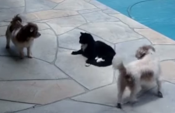 Gato cachorros piscina
