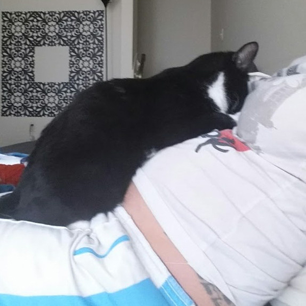 gatobebe2