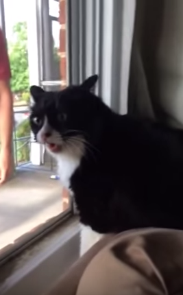 gatoescandalo