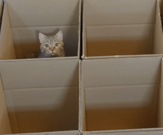 Labirinto caixas gatos