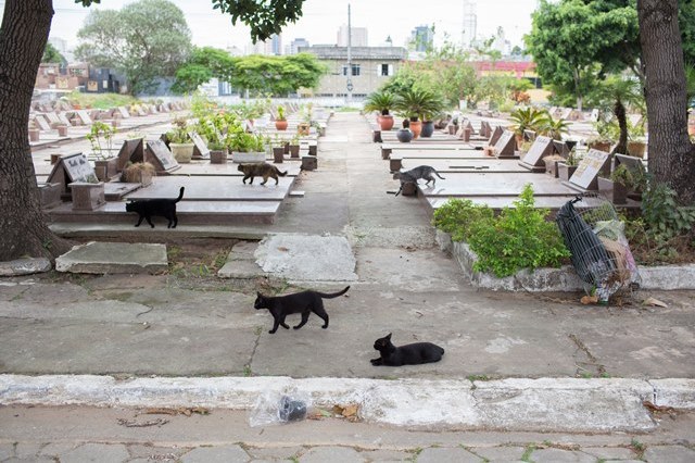 São Paulo, SP 26/04/2016 ANIMAIS ABANDONADOS - Gatos são abandonados no cemitério da Quarta Parada, na Salim Farah Maluf. Eduardo Pedroso realiza a captura dos animais e encaminha para a castração. Foto: Leo Martins