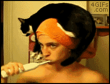 Gato banheiro