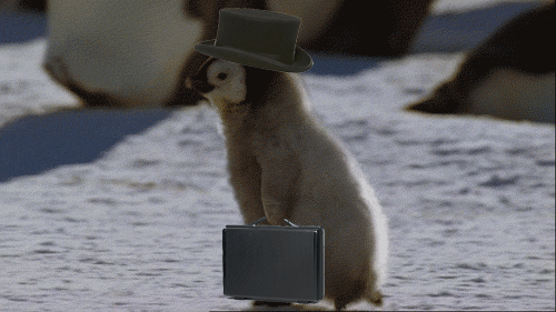 business penguin pinguim maleta cartola