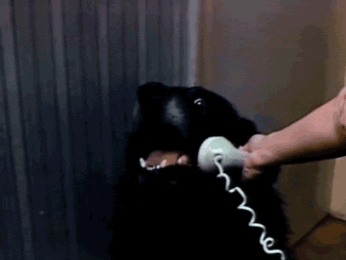 phone dog stop hello this is dog telemarketer