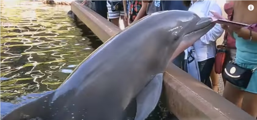 golfinho roubando ipad