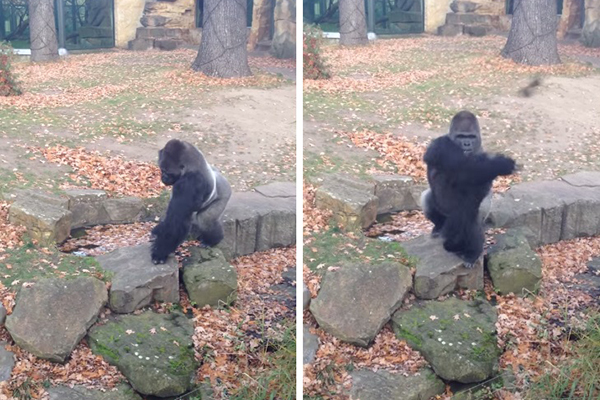 Gorila fica irritado ao ser filmado e lança pedra na direção dos turistas em zoológico da Alemanha; assista