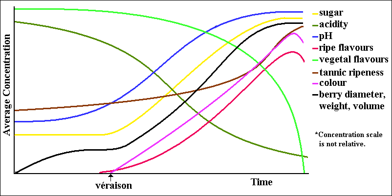 grafico