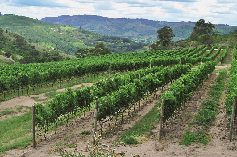 Um dos vinhedos em Espírito Santo do Pinhal: uvas syrah (Foto: Arnaldo Lorençato)