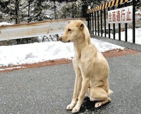 hachiko