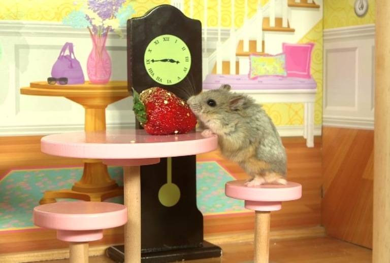 Um pequeno Hamster com grande apetite come em todos os ambientes de uma casa de bonecas; assista