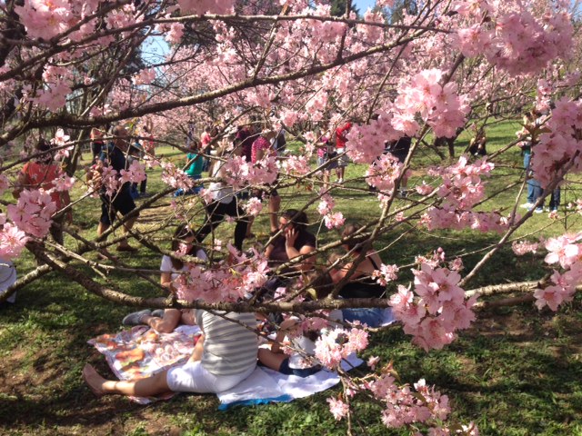Festa das Cerejeiras, no Parque do Carmo