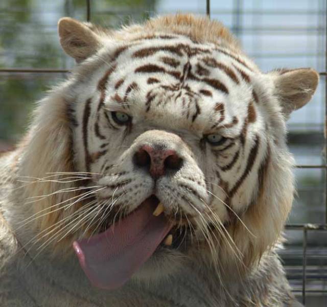 inbred-white-tiger-kenny-1