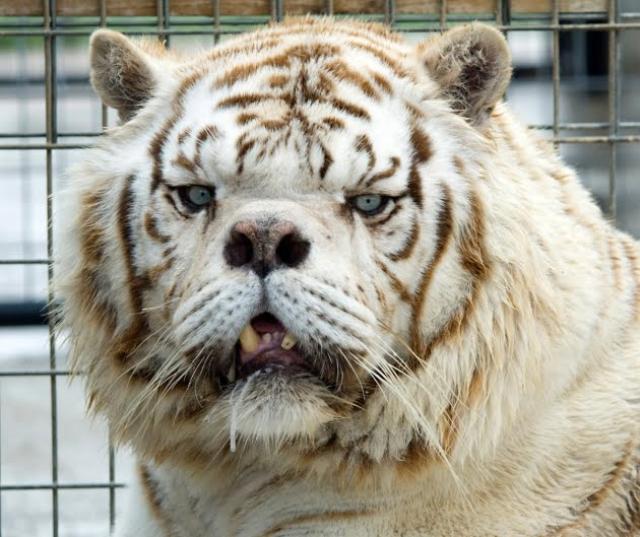 inbred-white-tiger-kenny-3