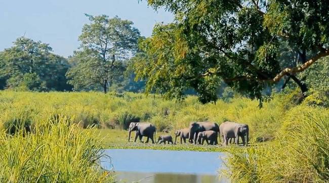 INDIA Brahmaputra River elephants