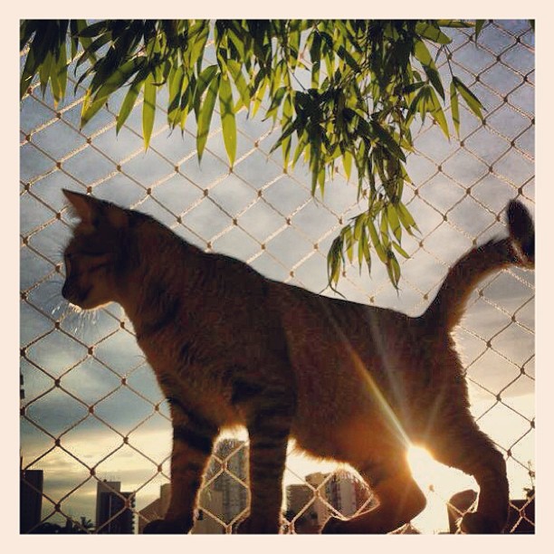 Fotos vencedoras da missão “Pets: mascotes pelas ruas da cidade”