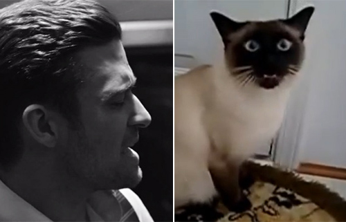 Vídeo do dia: Justin Timberlake canta com gatinho na paródia “Cat & Tie”