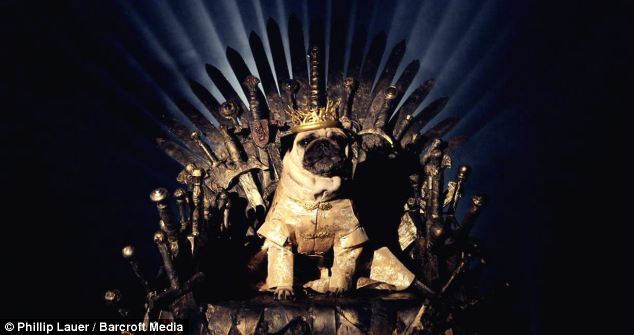King Ruff-rey - The throne alone took pug owner Sue Lauer two weeks to create, seen here holding up a King Joffrey imitator