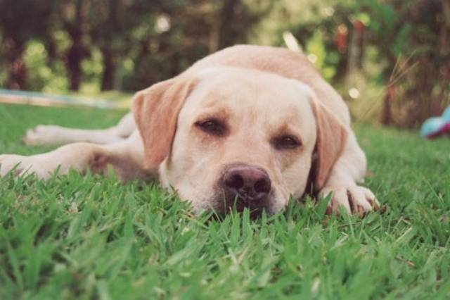 labrador-sonia-schwartz