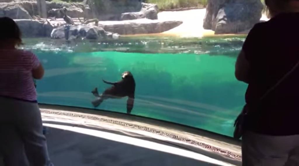 Vídeo de leão marinho preocupado com menininha que caiu tem mais de 1 milhão de visualizações