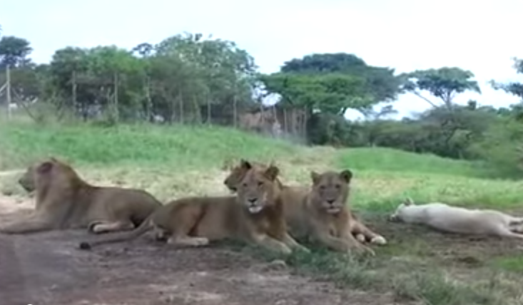 Leão abre porta do carro de uma família em safári na África do Sul em vídeo assustador
