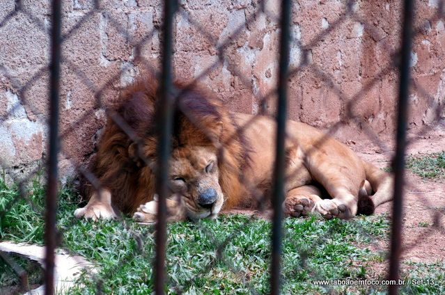 Leão: recintos mau conservados (Foto: Reprodução/Fernando Silva)