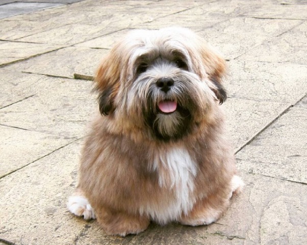 lhasa-apso-reprodu%c3%a7%c3%a3o-instagram-ollieapso