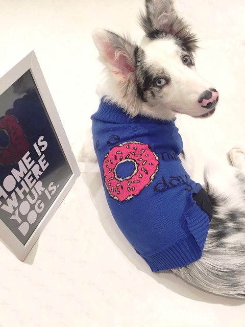 Jardins recebe feira de adoção de cães e lançamento de roupas com mesma estampa para pets e donos