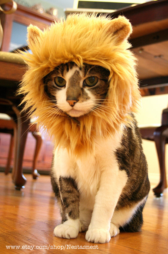 lion-cat-hat