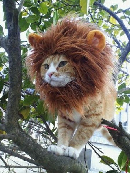lion-cat