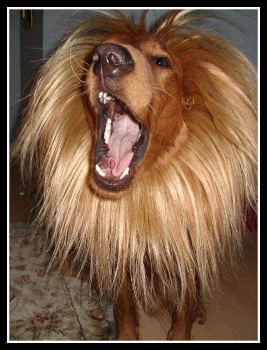 lion-costume-for-dogs