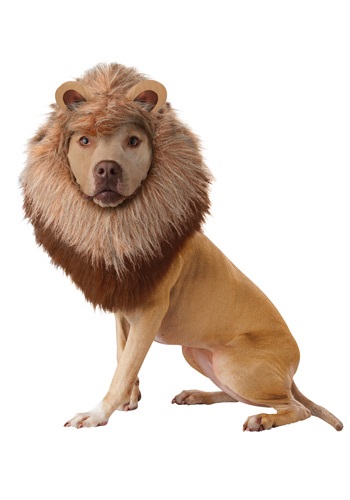 lion-pet-costume