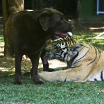 O tigre Sultão brinca com uma dos cachorros de Kherlakian (Foto: Mario Rodrigues)