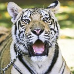 O tigre Sultão (Foto: Mario Rodrigues)