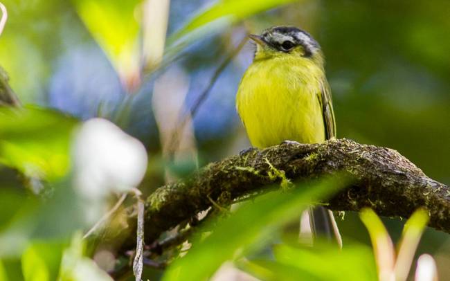 Luciano Lima Phylloscartes eximius Barbudinho