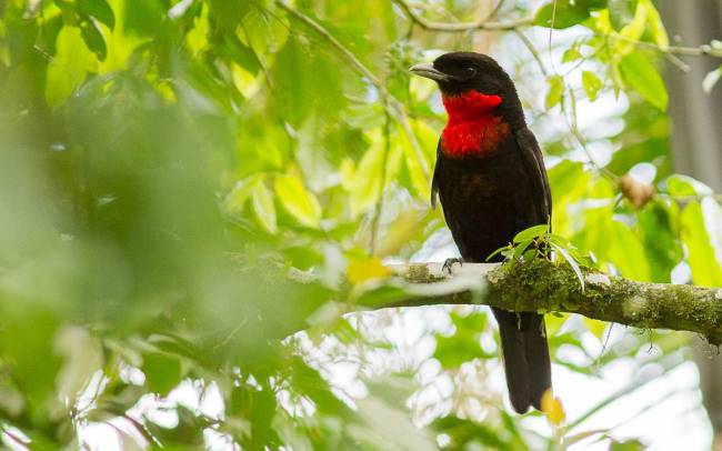 Luciano Lima Pyroderus scutatus Pavão-do-mato