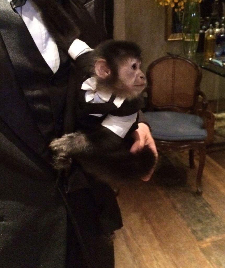 O macaco prego Skeeper:  vestido de smoking para o baile de gala (Foto: João Batista Jr.)