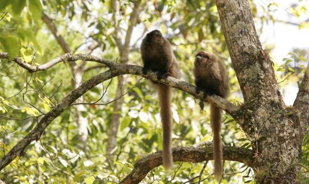 Macacos sauás no Núcleo Engordador do Parque Estadual da Cantareira