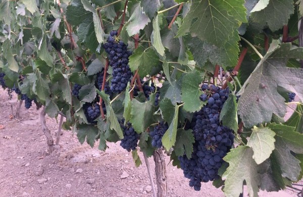 malbec-sophia-e1429214812181