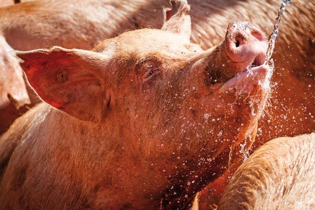 Empresária sofre para manter porcos resgatados de cativeiro (Foto:  Mauricio Nakata)