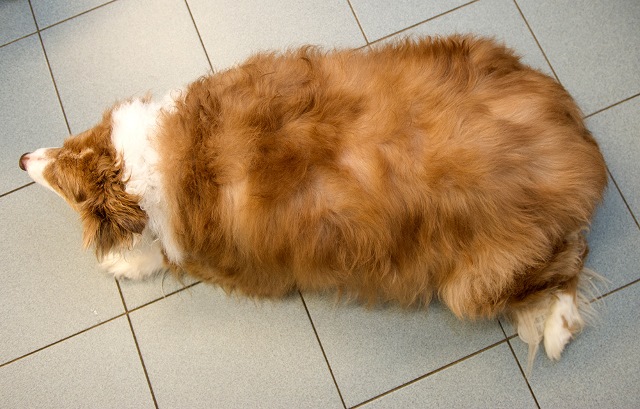 merlin