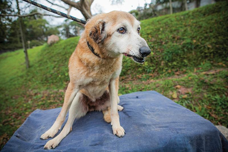 Os cachorros e os gatos rejeitados dos abrigos