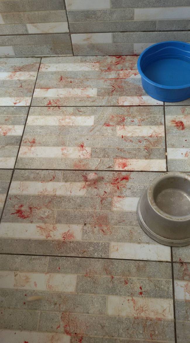 O chão com marcas de sangue (Foto: Marcelo Machado)