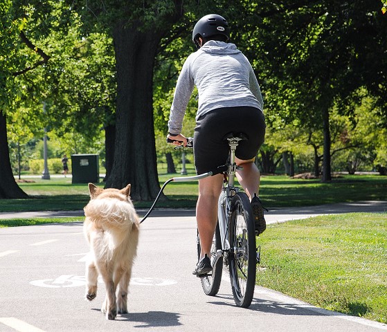 Cachorros com mais de dez quilos devem evitar o passeio (Foto: Divulgação)