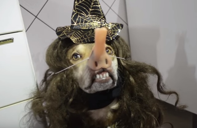 Cachorro fantasia Halloween