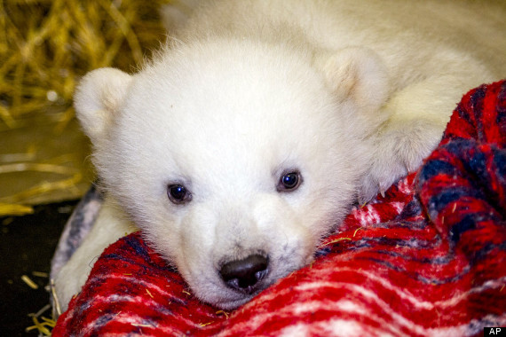 Polar Bear Cub