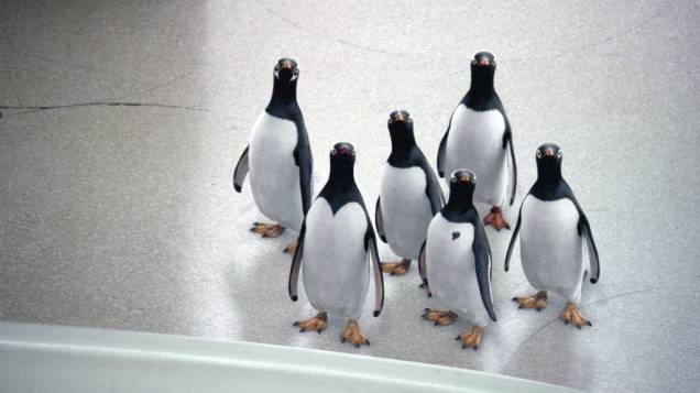 Filme foi totalmente rodado em Nova York: Os Pinguins do Papai Filme foi totalmente rodado em Nova York: Os Pinguins do Papai